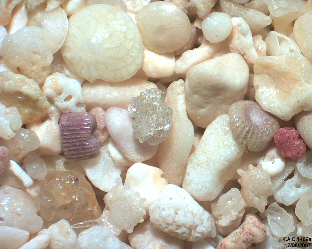 Madagascar - Ile Sainte-Marie - Marofototra