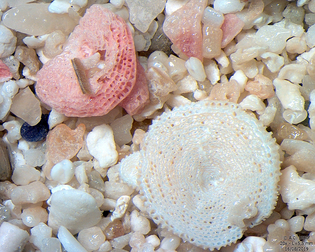 Espagne - Iles Bal�ares - Formentera - Platja de ses Illetes