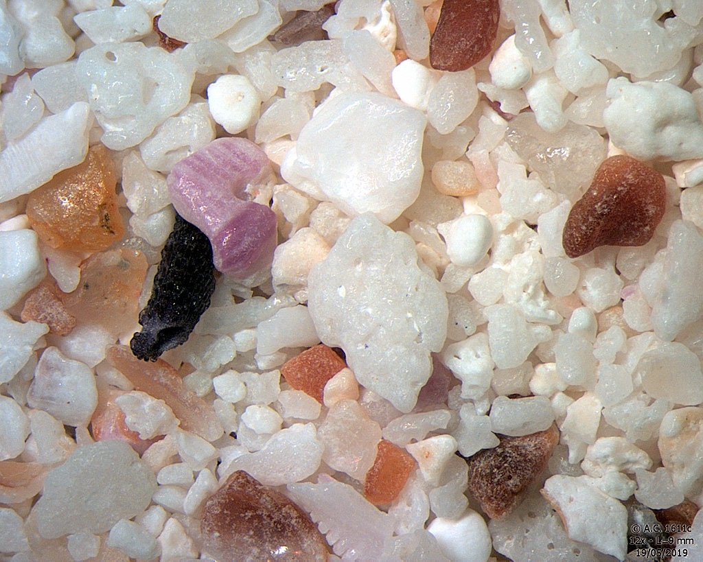 Seychelles - �le Coco