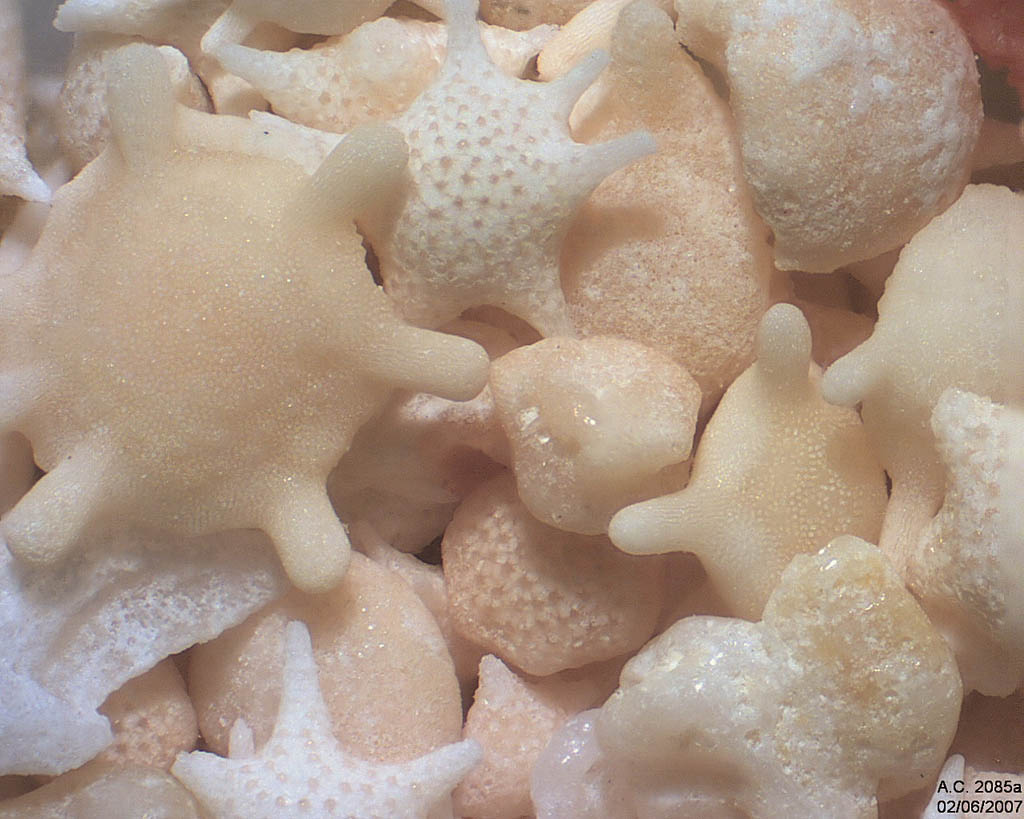 Japon - �le d'Hatoma - Star Sand