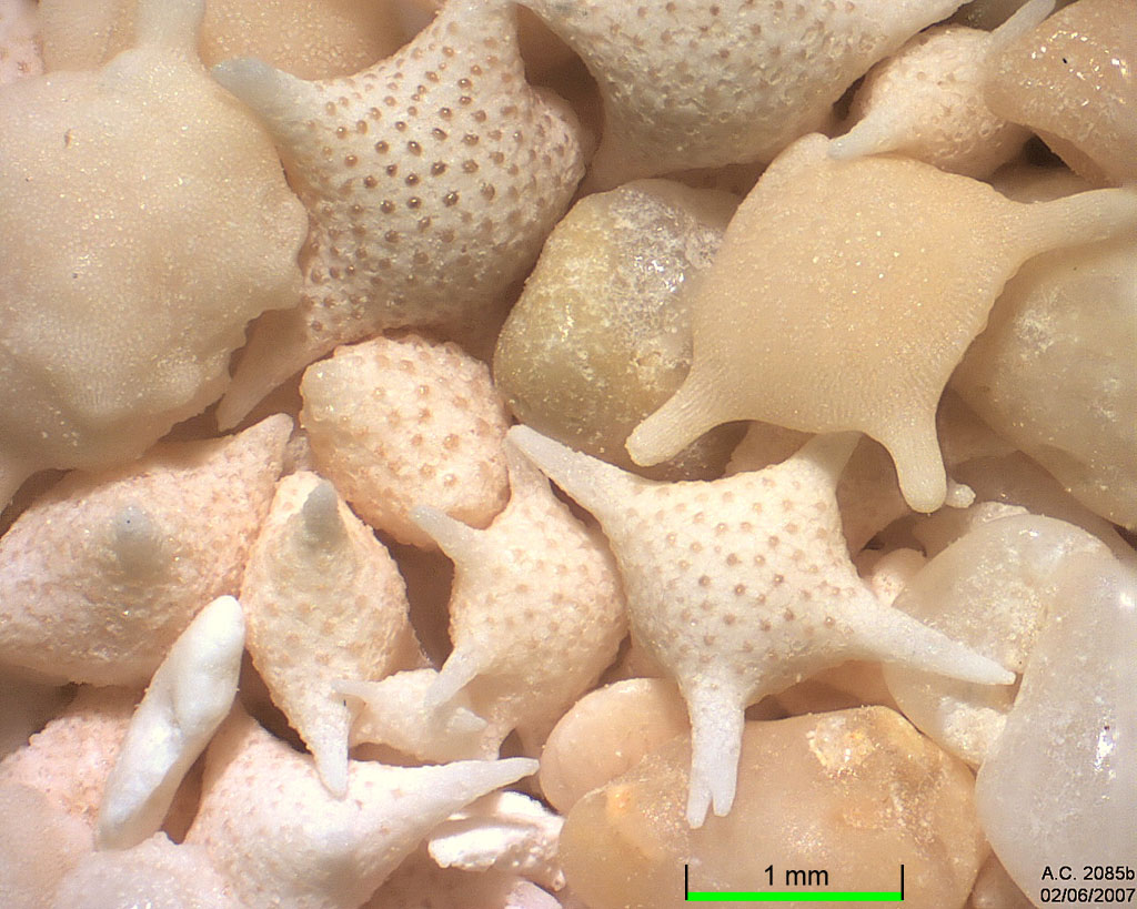 Japon - �le d'Hatoma - Star Sand