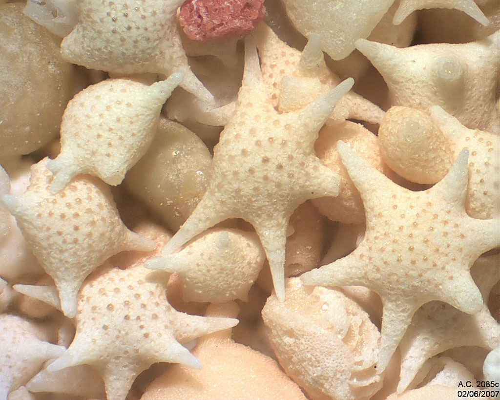 Japon - �le d'Hatoma - Star Sand