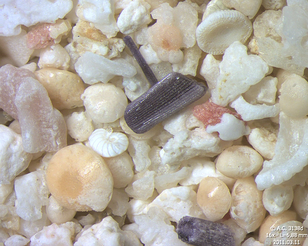 Maurice - �le des deux Cocos