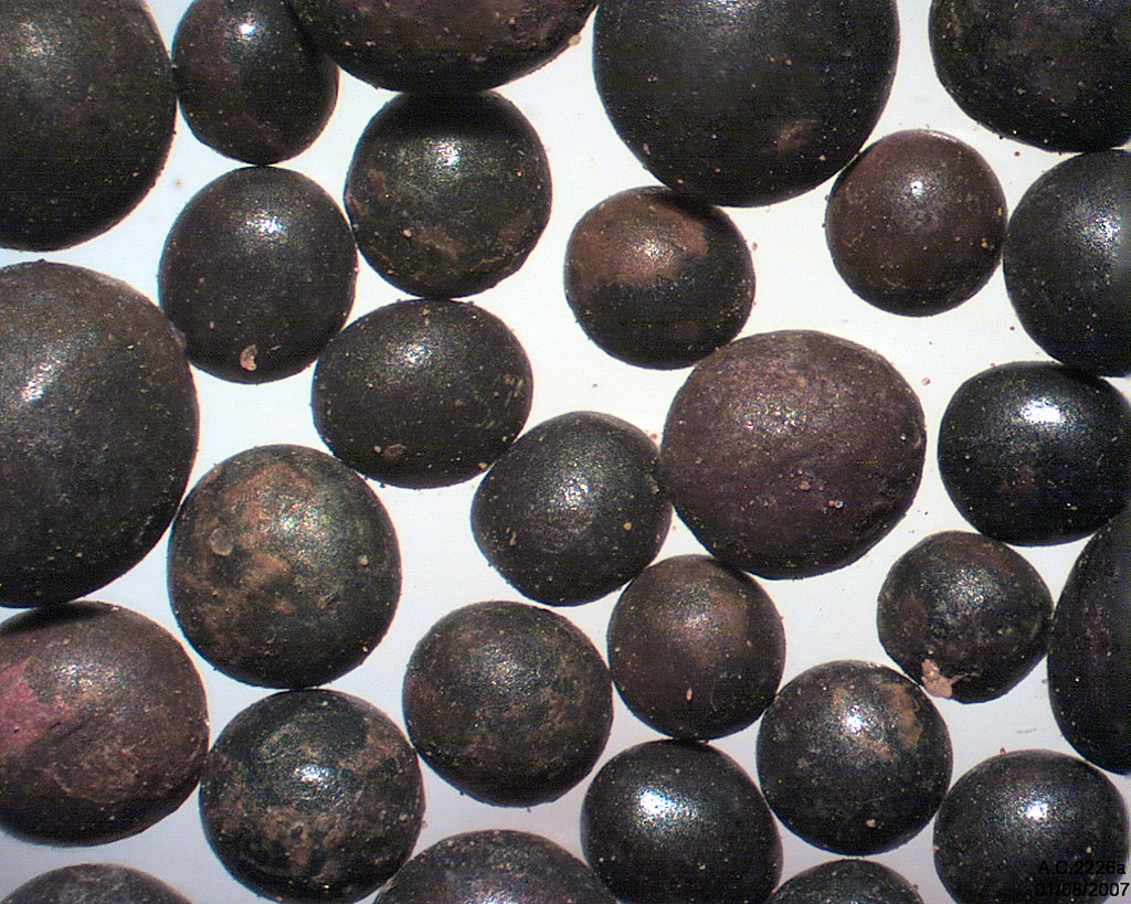 Niger - Grains sph�riques extraits d'un sable pr�lev� pr�s du village de Tondy Bamda Tagabati � 40 km NW de Niamey