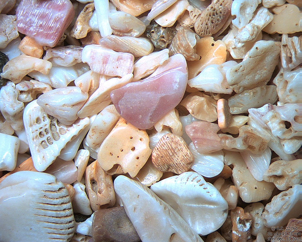 Guyane Fran�aise - �les du Salut - �le Saint Joseph