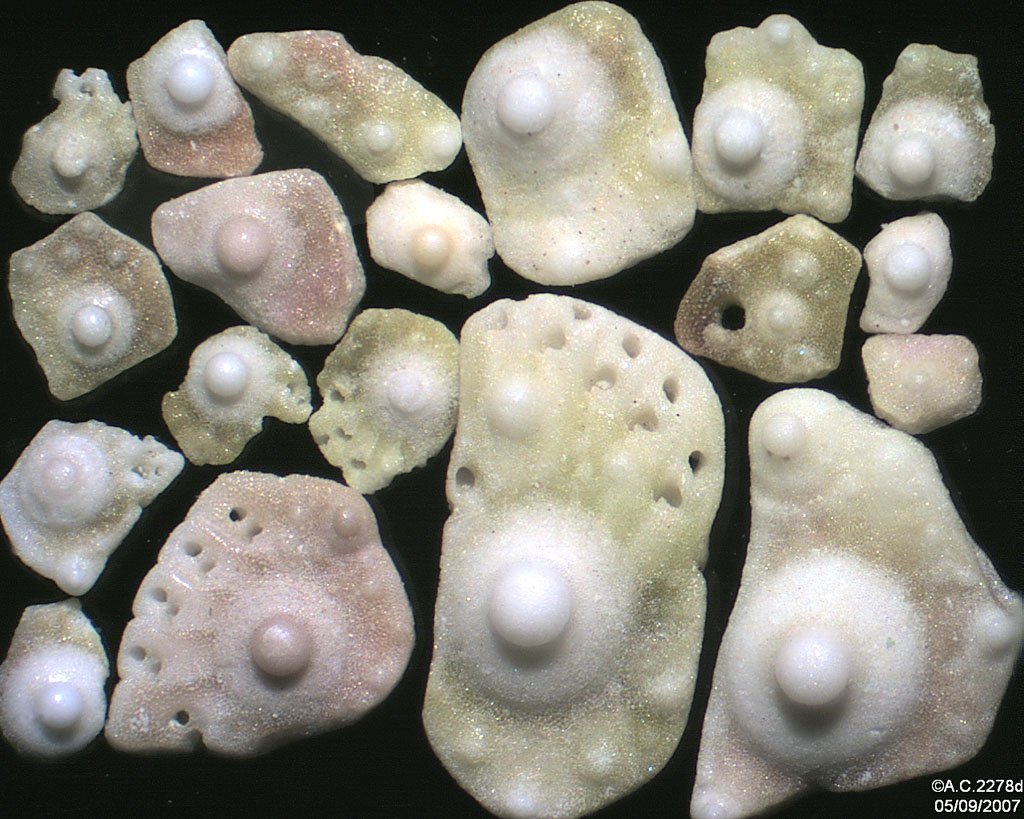 Norv�ge - Nordland - Skutvik : fragments de tests d'oursins