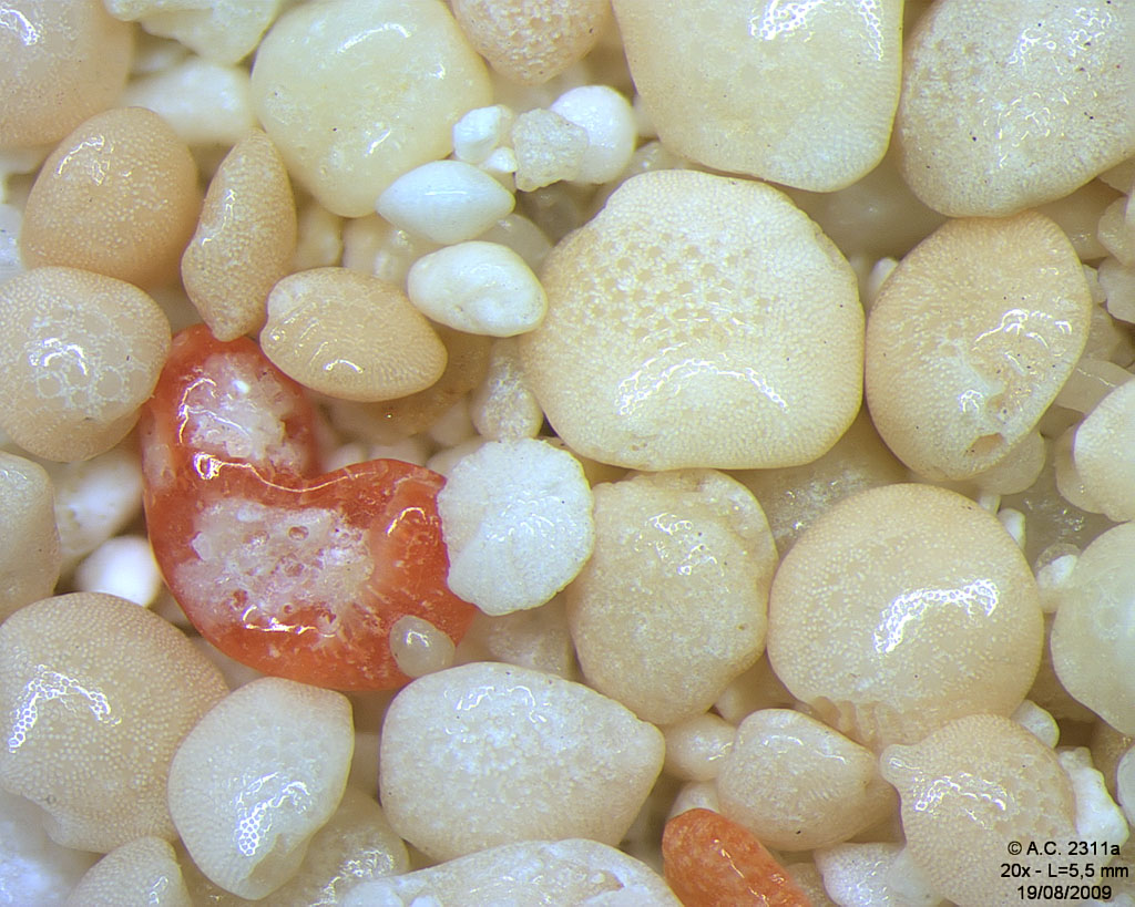 Philippines - Archipel Visayas - Boracay Island - Angol - White Sand Beach