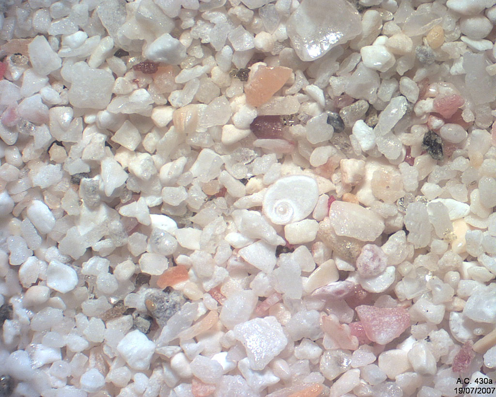 Equateur - Galapagos - Ile Santa-Cruz - Puerto Ayora - Tortuga Bay