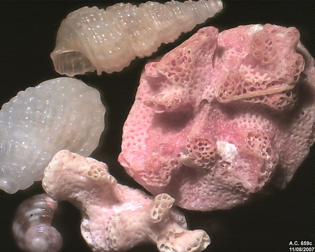 Italie - Sardaigne - Nuoro - Santa Lucia - Autres macro tr�sors