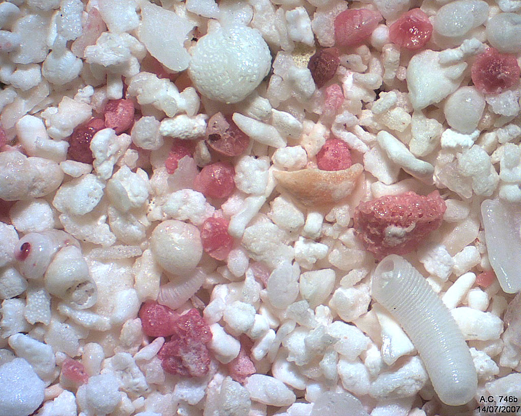 Mexique - Puerto Juares - Riviera Maya