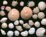 Madagascar - Ile Sainte-Marie - Marofototra : foraminifres (et gastropode) de la plage de l'htel Princesse Bora