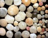 Antilles Nerlandaises - Saint Martin - Little Bay : foraminifres