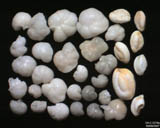 Norvge - Nordland - Skutvik : foraminifres