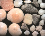 le de La Runion - La Saline les Bains : foraminifres