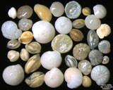 Grce - Ile de Crte - Mlia : foraminifres