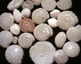 Italie - Sardaigne - Nuoro - Santa Lucia : foraminifres