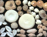 Polynsie franaise - Tuamotu - Foraminifres de l'atoll Fakarava